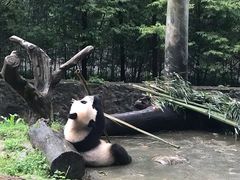 -都江堰中华大熊猫苑