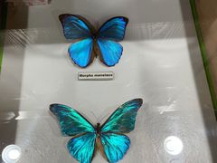 -上海大自然野生昆虫馆