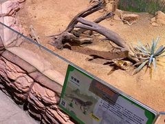 -正佳雨林生态植物园