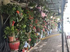-溪岸路花鸟市场
