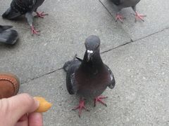 -圣马可广场
