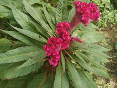 -南汇老顾农家乐采摘大团水蜜桃采摘店