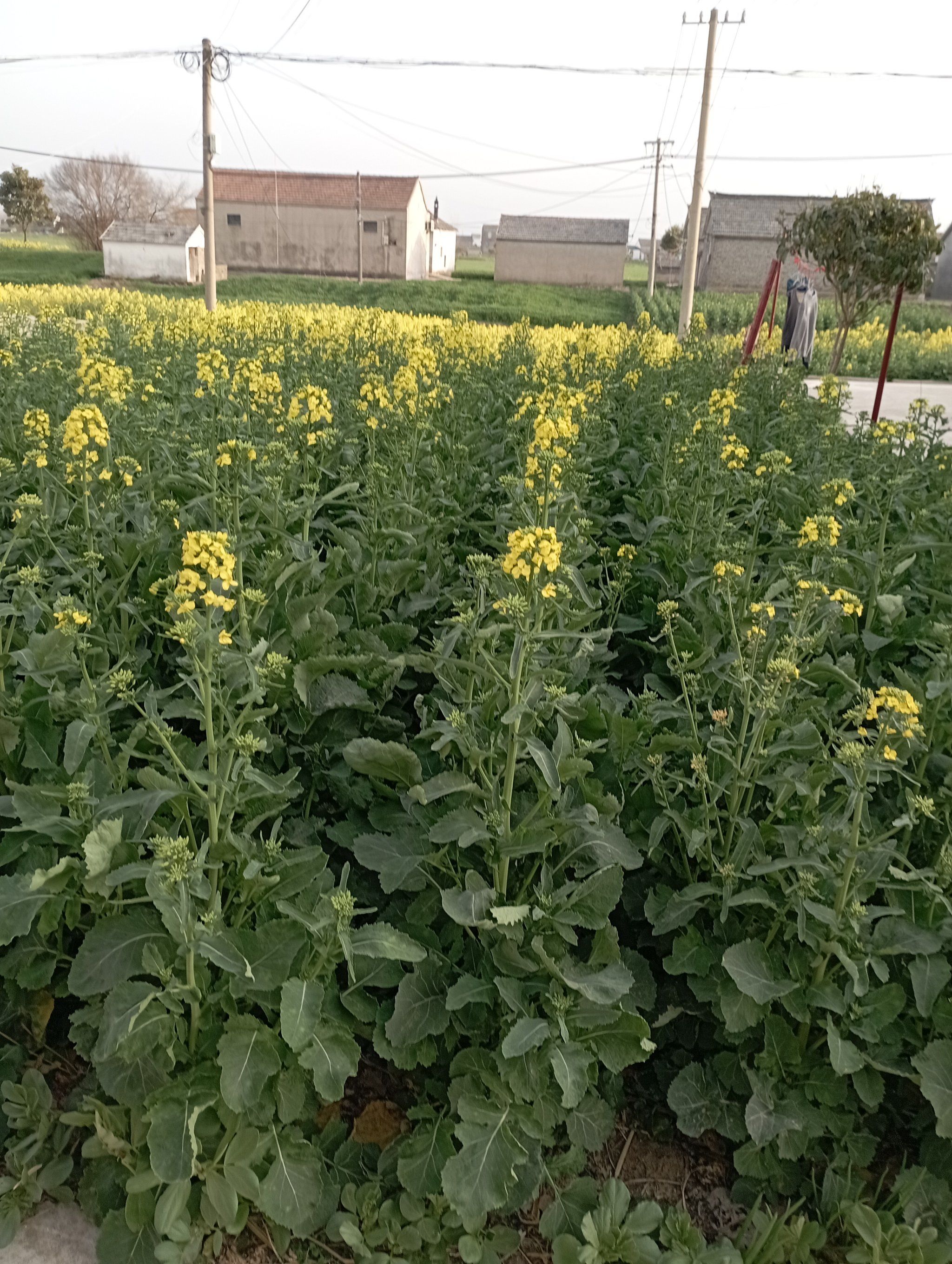 油菜花开,记录乡村之美