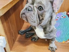 -柯斗斗主题餐厅·狗咖·围炉煮茶·茶饮(国瑞升平里店)