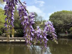 -上海醉白池公园