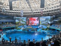 -海合安成都极地海洋公园