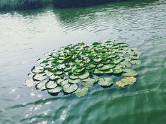 -前关湿地公园