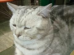 -猫咪博物馆(顶澳仔猫街店)