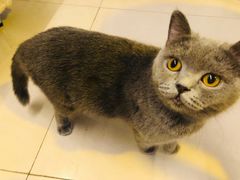 -平行世界·猫咖(首经贸店)