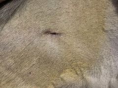 -创凡宠物医院·骨专科  猫科中心(西乡分院)