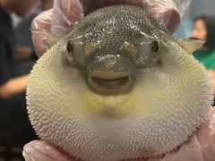 -肆月河豚·新淮扬(金融街店)