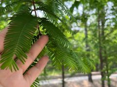 -白水寺森林公园