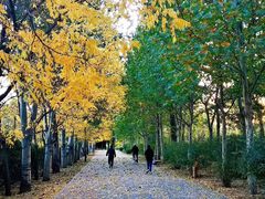 -三里屯东五街银杏大道