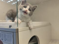 -lincat·猫舍(广州店)