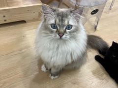 -有喵·猫咖·狗咖·30几只猫10只小狗(岗厦店)