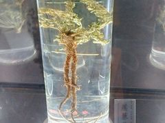 -广东中医药博物馆