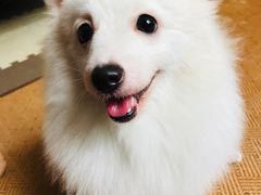 -瑞鹏宠物医院·骨科·猫科·内科(第一中心)
