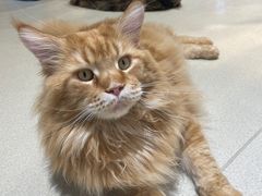 -藏猫猫咖啡主题馆(中央大道店)