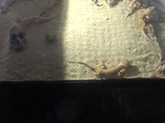-华声天桥民俗文化园