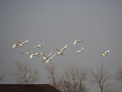 -盐城丹顶鹤湿地生态旅游区