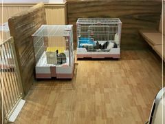 -猫猫幼稚园·撸猫·桌游·电玩
