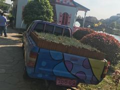 -大塘金香草谷