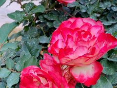 -人民公园(罗湖区)