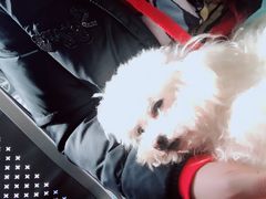 -芭比堂宠物医院·全科爱猫医院·仁德分院