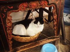 Anne猫窝咖啡屋-Anne猫窝咖啡屋