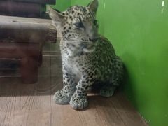 -深圳野生动物园