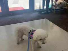 -爱妮康宠物医院·干细胞免疫细胞·肿瘤·心脏(张江店)