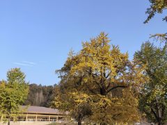 -千年银杏谷文化旅游区