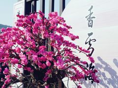 -香雪海