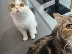 -喵园·猫主题咖啡厅·撸猫·猫咖(国贸店)