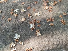 -火炉山森林公园