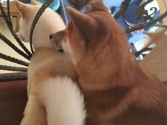 -喜柴咖啡·柴犬狗咖