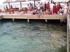 -中央格兰德岛温泉度假酒店 - 全包