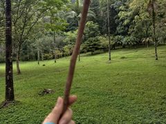 -莫里热带雨林景区