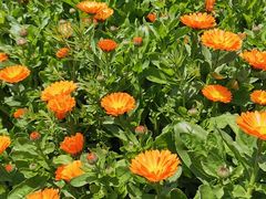 -前小桔亲子创意农场·草莓采摘·露营烧烤