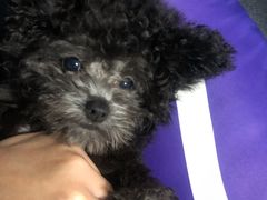 -翊宠yipet猫狗购宠庄园犬舍•猫舍