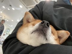 -共舞时光猫咖·狗咖(新街口店)