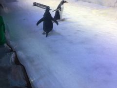 -芜湖新华联大白鲸海洋公园