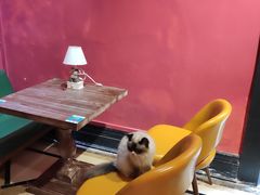 -猫色咖啡·猫咖