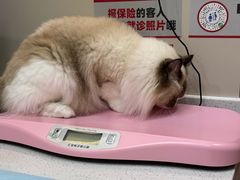 -御宝贝24h宠物医院·转诊中心·CT核磁血透中心(厦门总院)