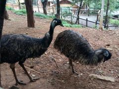 -昆明动物园
