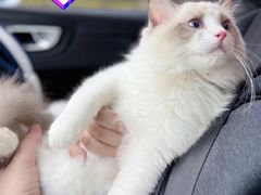 -翊宠yipet猫狗购宠庄园犬舍•猫舍