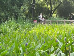 -成都市活水公园