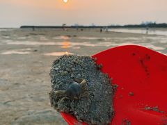 -红树林天天赶海