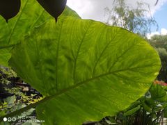 -大鹅岛绿色生态美食园