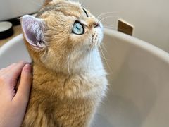 -有喵·猫咖·狗咖·30几只猫10只小狗(岗厦店)